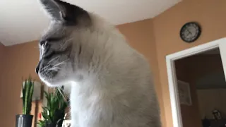 Wake Up Call from My Lynx Point Siamese Kitty