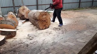 Taiere lemn de fag, in diametru de 90 cm, cu drujba Chain Saw de la Raider