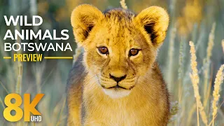 8K Wild Animals of Mabuasehube, Botswana - Amazing African Wildlife - Short Preview