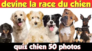 QUIZ CHIEN - 50 race de chien à Deviner