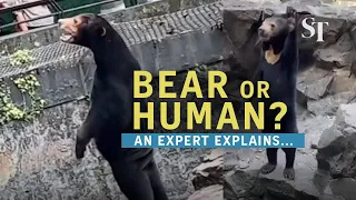 Malayan sun bear in China zoo gone viral: Is it a human in disguise?