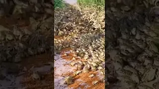 😱😱😱Такого я еще не видел.В шоке до сих пор.😓🙉А мы их надували в детстве.Нашествие жаб.#смех # shorts