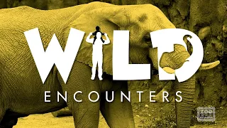 Wild Encounters: Elephant - Teaser