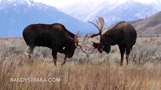 Sparring Bull Moose, Grand Teton National Park, Wyoming