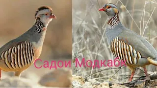 Садои Модкабки Шикори Голос птиц как поёт горная Куропатка Кеклик Keklik Partridges in Tajikistan