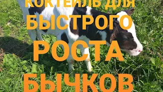 ДЛЯ БЫСТРОГО РОСТА МАЛЕНЬКИХ БЫЧКОВ.  Success in fattening bulls