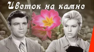 Цветок на камне (1962) фильм