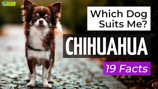 Is a Chihuahua the Right Dog Breed for Me? 19 Facts About Chihuahuas!
