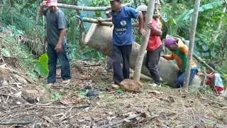 penggotongan kayu sengon panjang 260 cm.