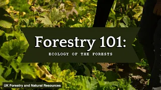 Forestry 101: Ecology of the Forest