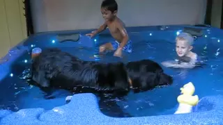 Newfoundland dog swims in hot tub