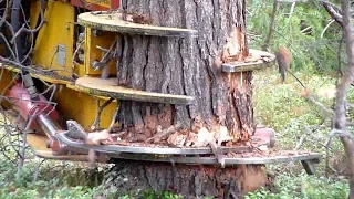 Máquina de corte de madera extrema, Divisor de árboles asombroso - NUEVA TECNOLOGÍA DE MAQUINAS