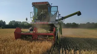 🇺🇦 Жнива 2022. Озимий ячмінь.7 тон з гектара!? Claas Dominator 48s, МТЗ, Т-40 2ПТС4.