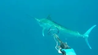 Spear fishing world record Marlin