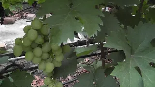 Сорт винограда "Солдатский" - сезон 2020 # Grape variety "Soldatskij" - season 2020