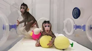 Chinese scientists clone monkeys in world first