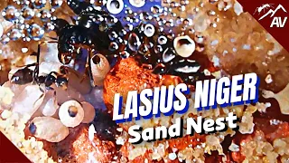 LASIUS NIGER Sand Nest | Tunnel digging in DIY Ant Farm