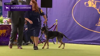 Bluetick Coonhounds | Breed Judging 2024