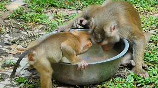 Monkey Libby With baby Leo try drink water because very hot