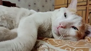 Cute Expressions of Cat