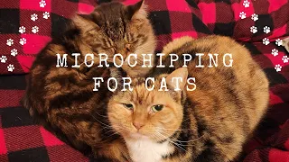 Best microchip registry for CATS