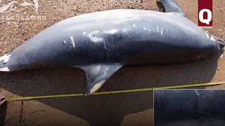 В Ак-Яре (Севастополе) нашли более 30 погибших дельфинов