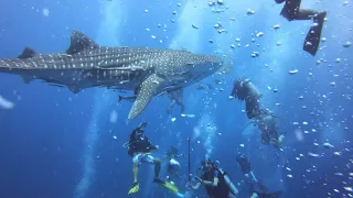 Koh Samui - Whale Shark