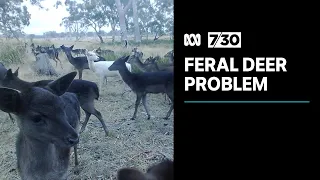 Deer populations are increasing and causing major problems for farmers | 7.30