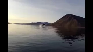 Beautiful exit from the killer whales : Касатка на Рамулете