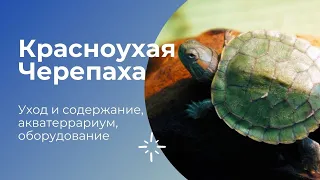 VLOG #3: Красноухая черепаха Павлик - уход и содержание, как он вырос за полтора года