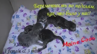 беременность кошек по неделям, наш опыт / сколько мы родим малышей?