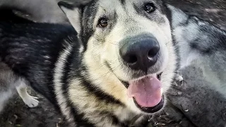 Маламут выгуливает хаски