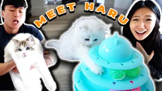 WE GOT A KITTY | Andy and Michelle Vlog