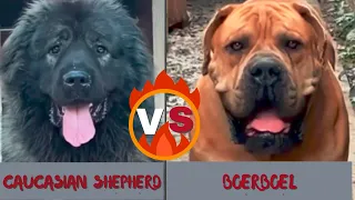 Boerboel vs Caucasian shepherd-Clash of Titans