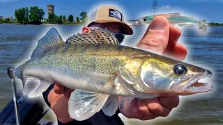 ESKALATION am WASSER | ZANDER auf ZANDER 😱Livebisse😱