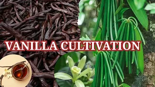 Most Profitable Vanilla Cultivation / How to Grow Vanilla