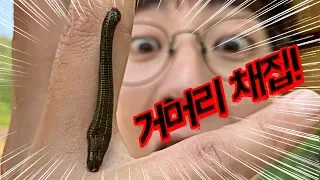 Collecting leeches from nature