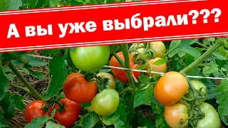 Не томат, а мечта! Обзор лучших сортов сезона 2019. Томат Снежный барс