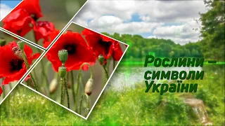 Рослини – символи України