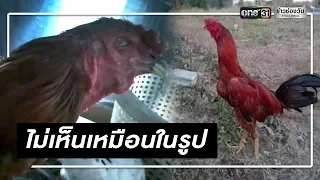 ต้มเซียน!สั่งซื้อไก่ชนทางเฟซบุ๊กได้ไก่ตาบอด | ข่าวช่องวัน | one31