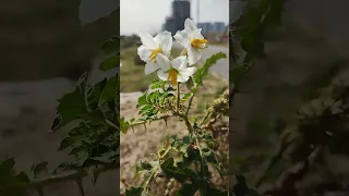 Solanum sisymbriifolium