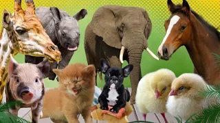 Baby farm animal moments:Elephant, Pig, Rabit, Cow, Giraffe, Dog & Cat - baby Animals sound