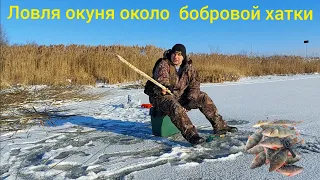 Зимняя Рыбалка 2021-2022. Первый второй лёд в Беларуси. Ловля окуня около бобровой хатки...