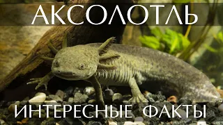 Аксолотль - интересные факты