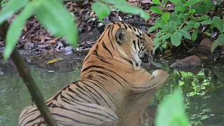 Chota Matka resting in waterhole