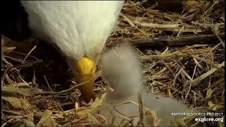 Decorah North Nest 3-27-24, 2 pm Mr excavates, DN17 squees, Mr feeds