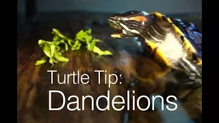 Turtle Tip: Feeding Dandelions