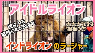 え？天才なの？！担当の飼育員の方が大好きすぎるインドライオンのラージャー君🥰絶滅危惧種のインドライオンってなんだろう？ #ライオン #インドライオン #野毛山動物園 #ズーラシア