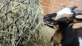 Stop WASTING Goat Hay With This SIMPLE Trick | 100% Success