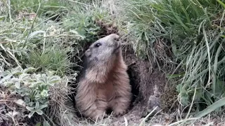 L'homme qui murmurait à l'oreille des marmottes